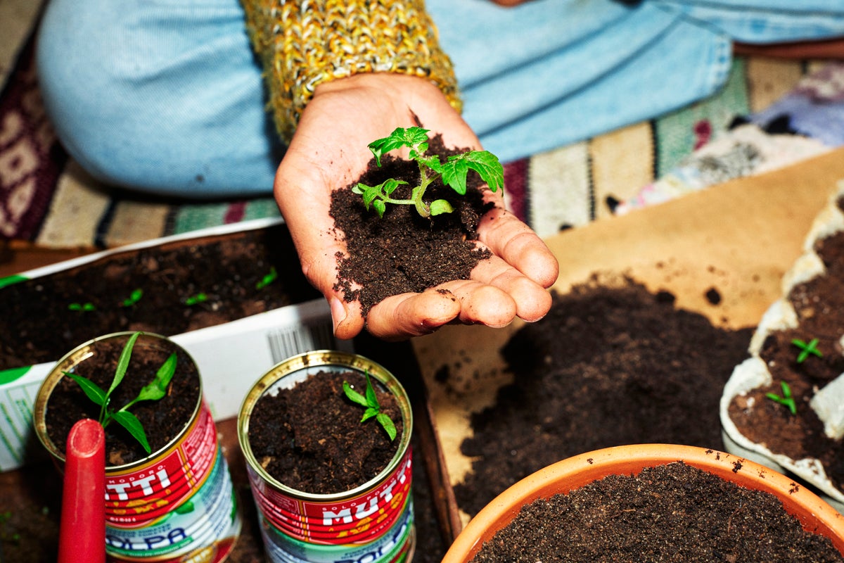 En hand håller en liten planta med jord, omgiven av behållare med plantor.