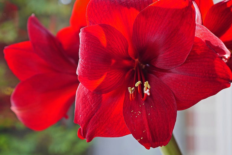 Närbild av en röd amaryllisblomma