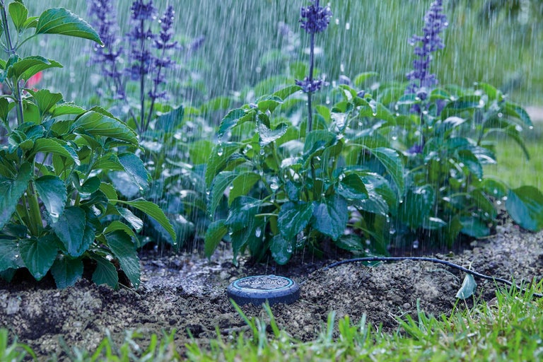 Trädgårdsbevattningssystem med växter och regn