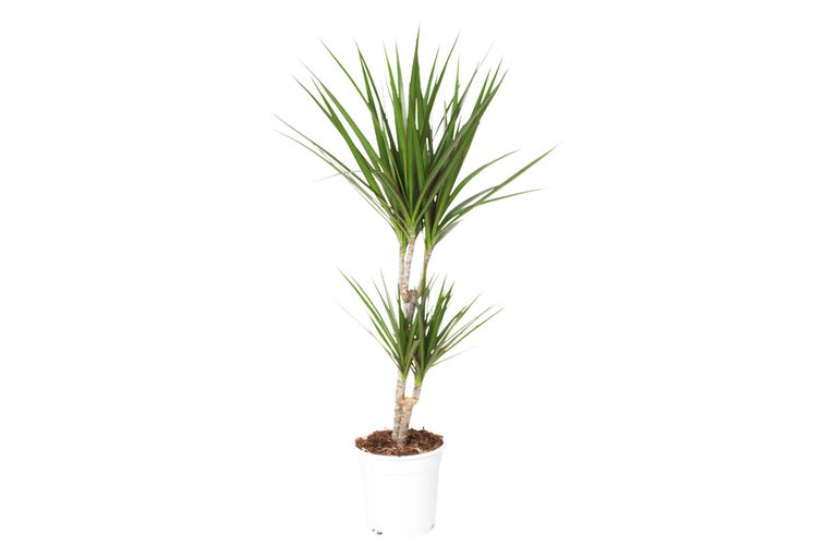 Dracena i kruka