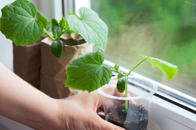 Odling av gurkplantor i krukor på en fönsterbräda