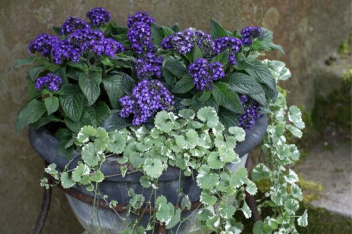 Blomkruka med Heliotropium och Silvernjurvinda