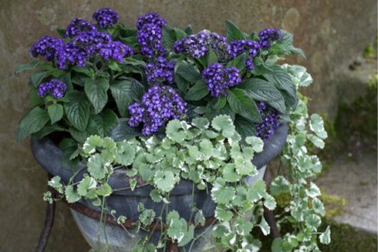 Blomkruka med Heliotropium och Silvernjurvinda