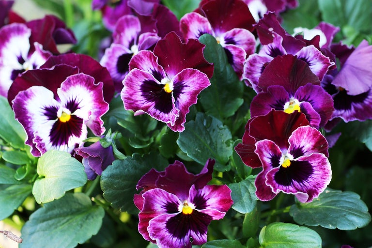 Närbild av penséer med blad