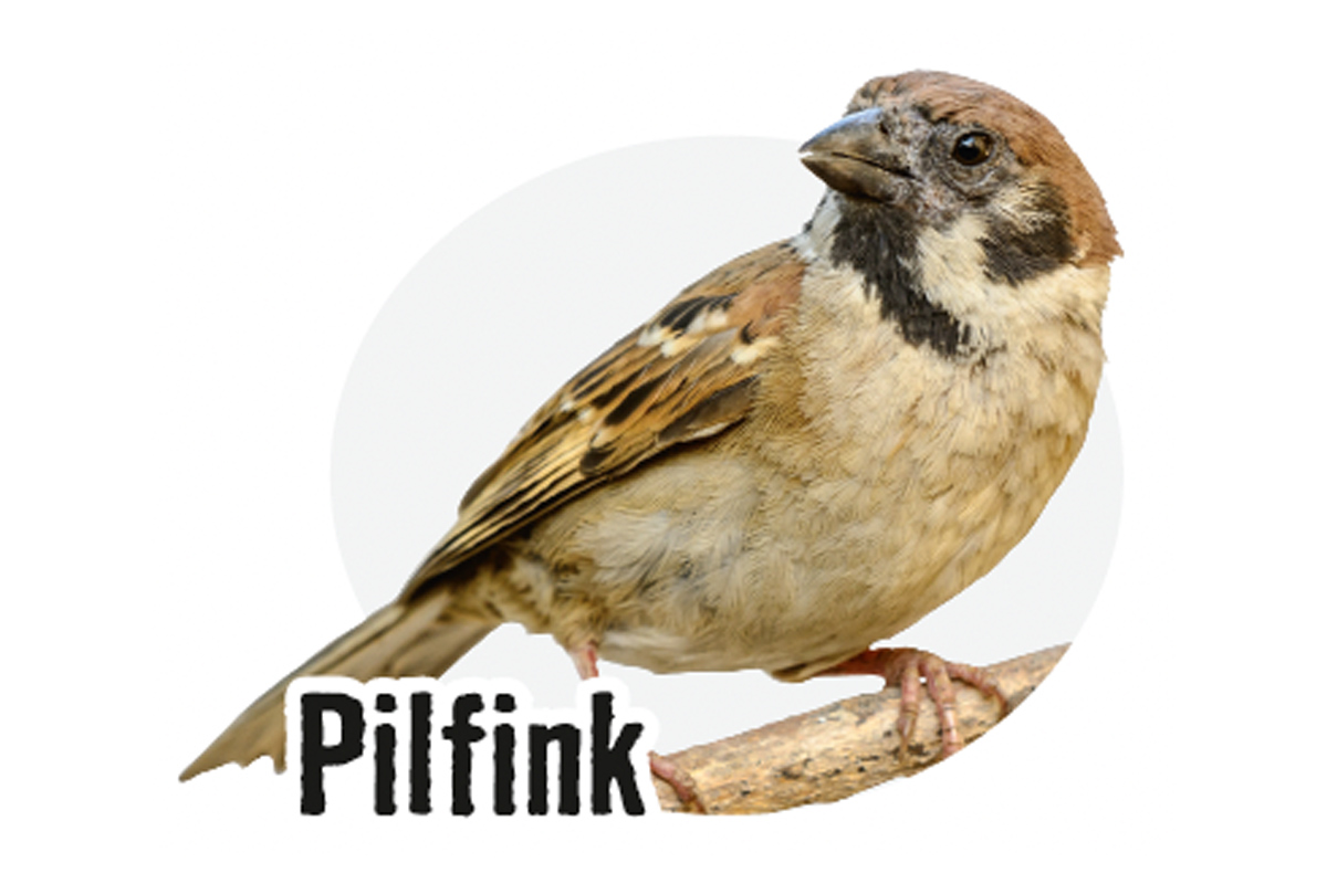 Fältsparv på en gren