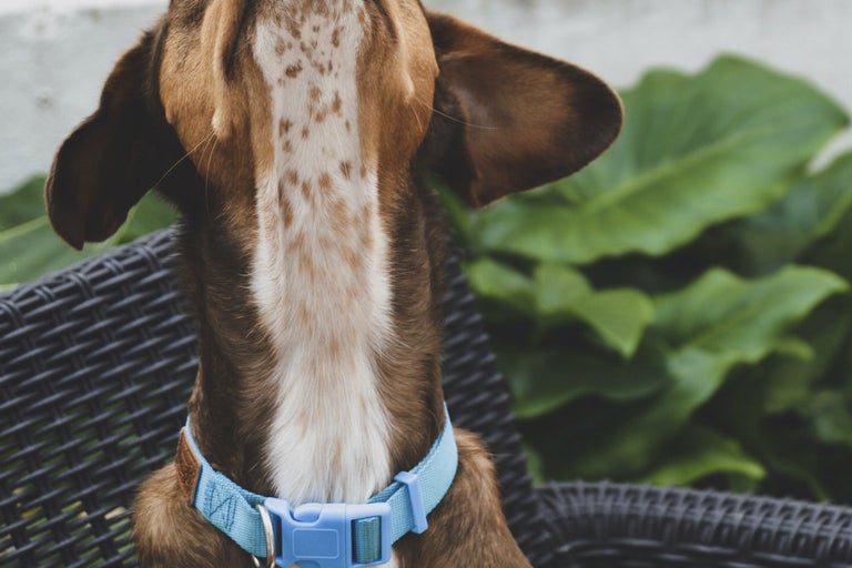 Närbild av en hunds nacke med ett blått halsband på en korg