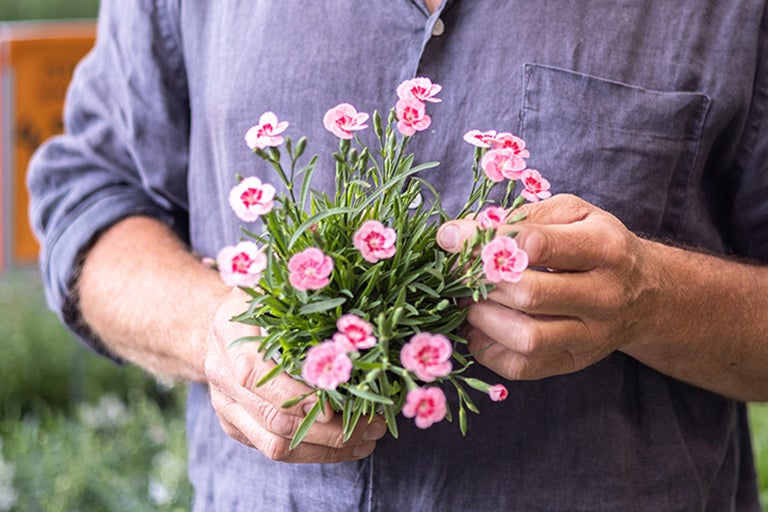 En person håller en kruka med nejlikor i händerna.