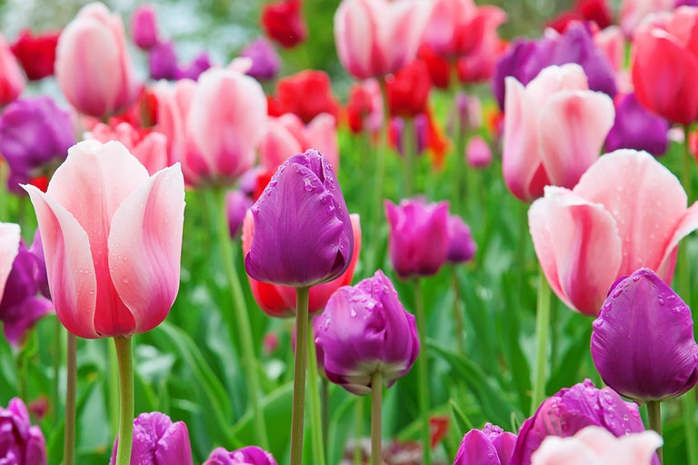 Fält med röda, rosa och lila tulpaner