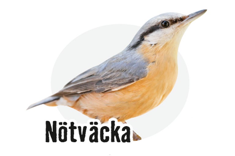 Nötväcka fågel