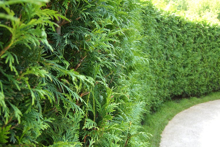 Närbild av en tät, grön tujahäck längs en trädgårdsgång.