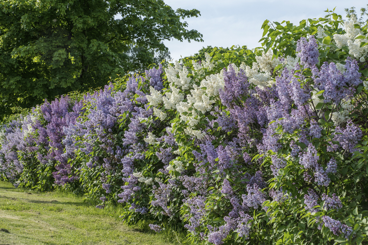 Rad av blommande syrenbuskar i trädgården