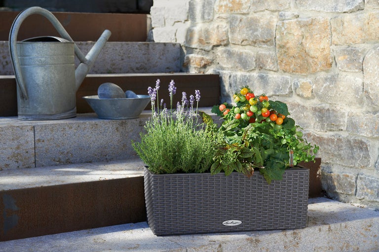Blomlåda med örter och tomatplanta, vattenkanna och skål med stenar på en stentrappa