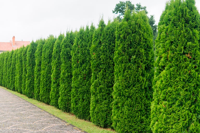 Rad av gröna tujor som trädgårdsstaket