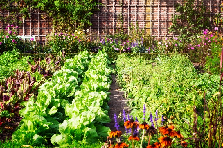 Grönsaksträdgård med sallad, blommor och tegelvägg i bakgrunden