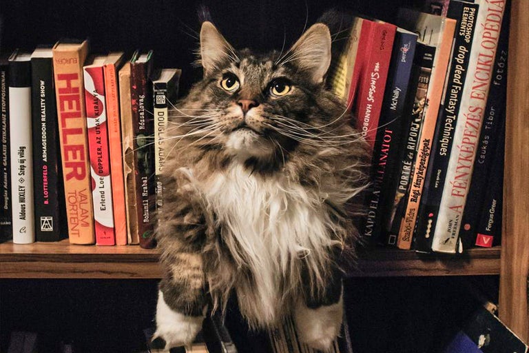 En katt sitter i en bokhylla.