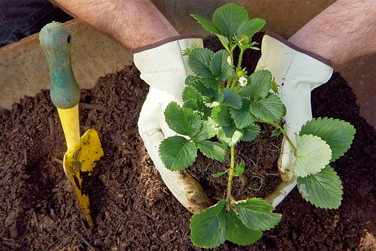 Jordgubbe planteras med handskar och spade