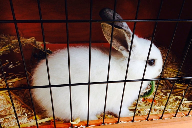 En vit kanin sitter i en bur med hö.