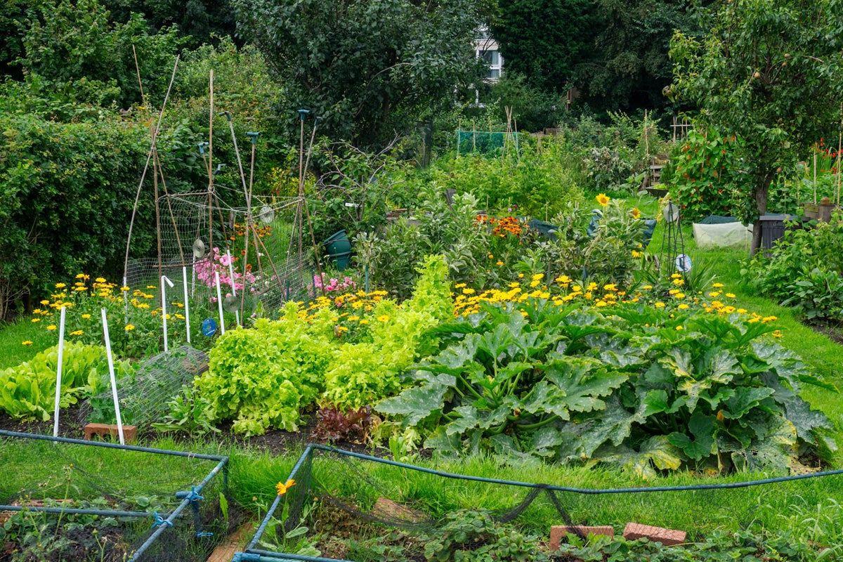 Trädgård med grönsaksland, sallad, zucchini, blommor och spaljéer