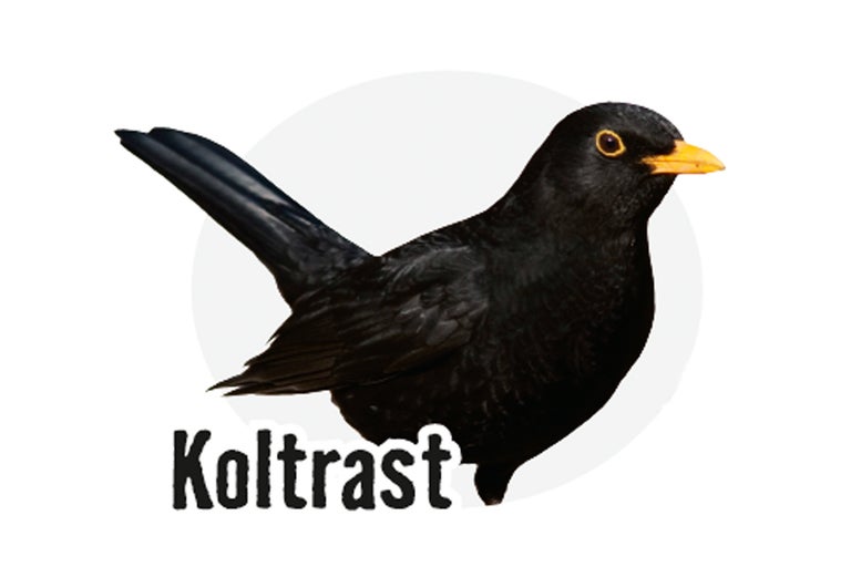 Illustration av en koltrast