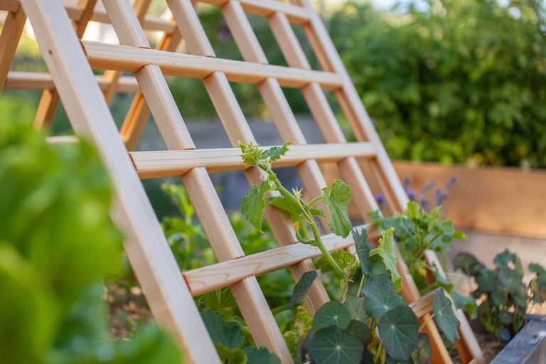 Träställning med växter i trädgården