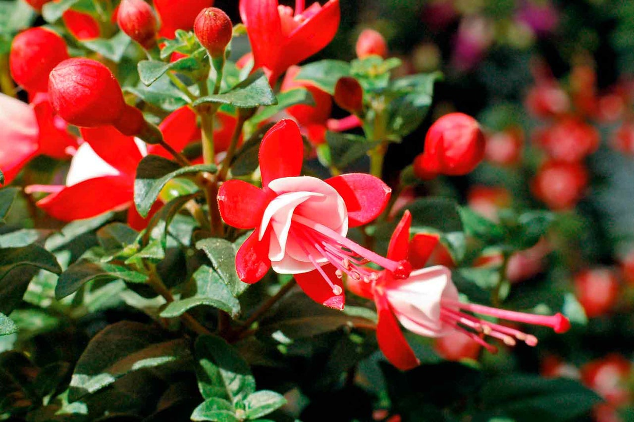 Närbild av en blommande fuchsia med röda blomblad