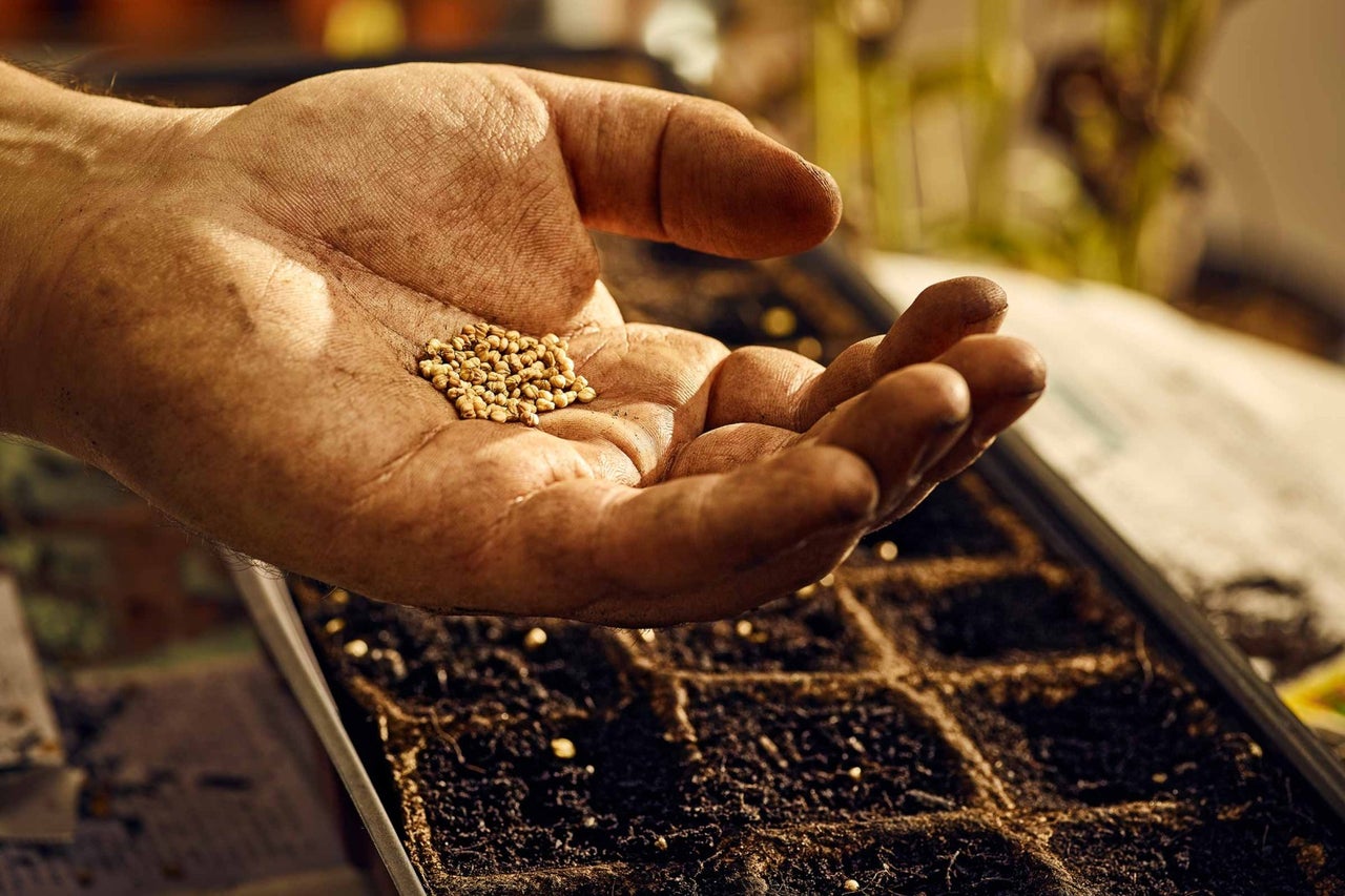 Hand som håller frön ovanför en såbricka.
