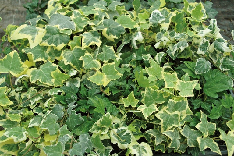 Murgröna planta med brokiga blad