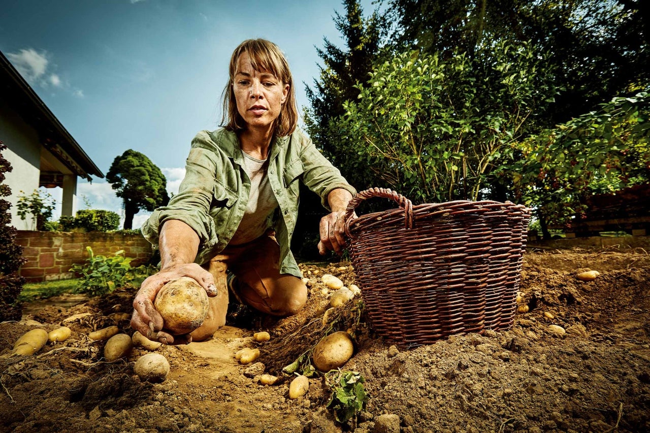 Kvinna skördar potatis i trädgården bredvid en korg