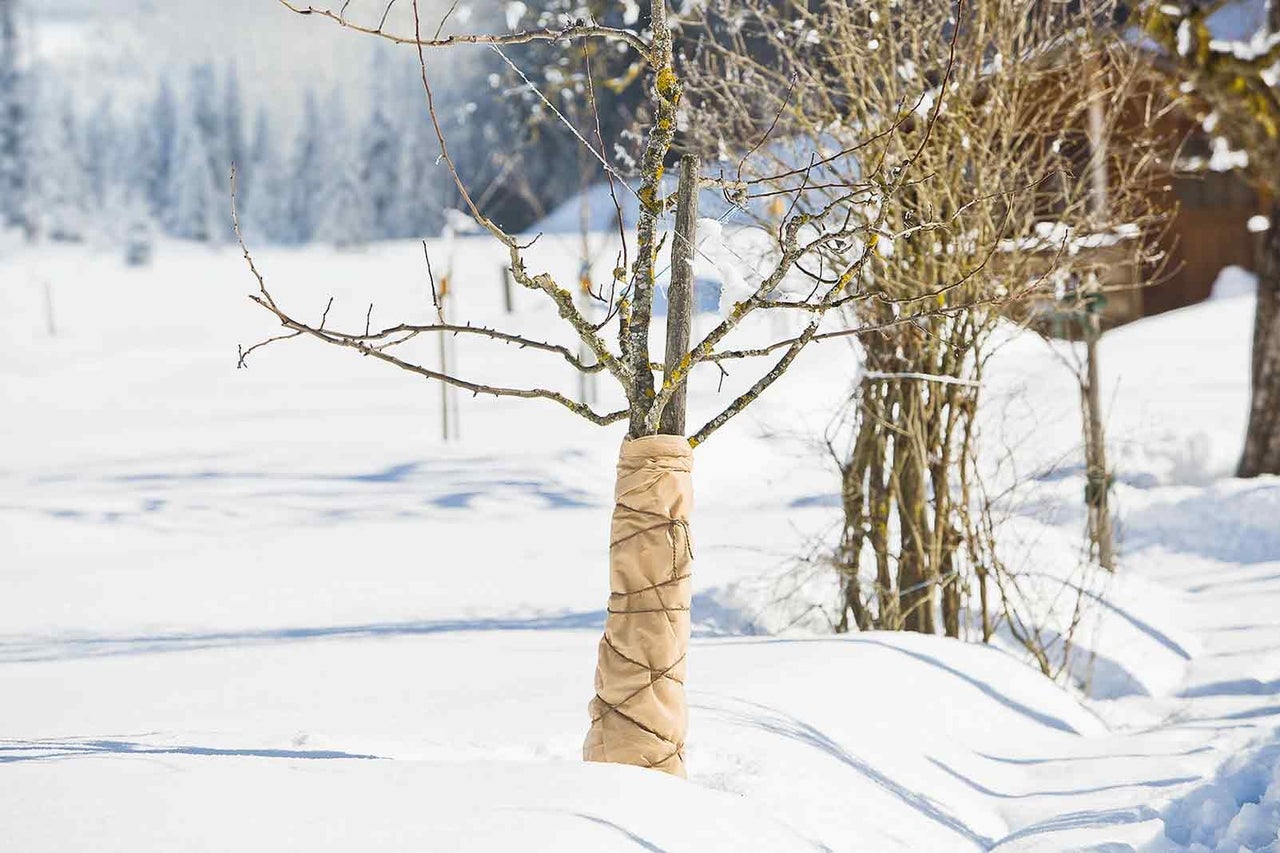 Trädstam med vinterskydd i ett snöigt landskap