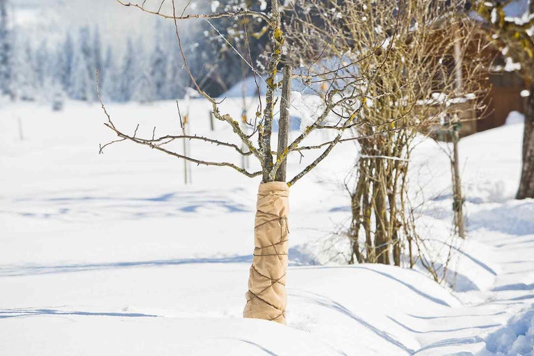 Trädstam med vinterskydd i ett snöigt landskap