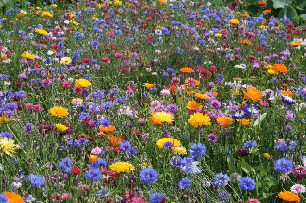 Blomsteräng Blomsteräng
