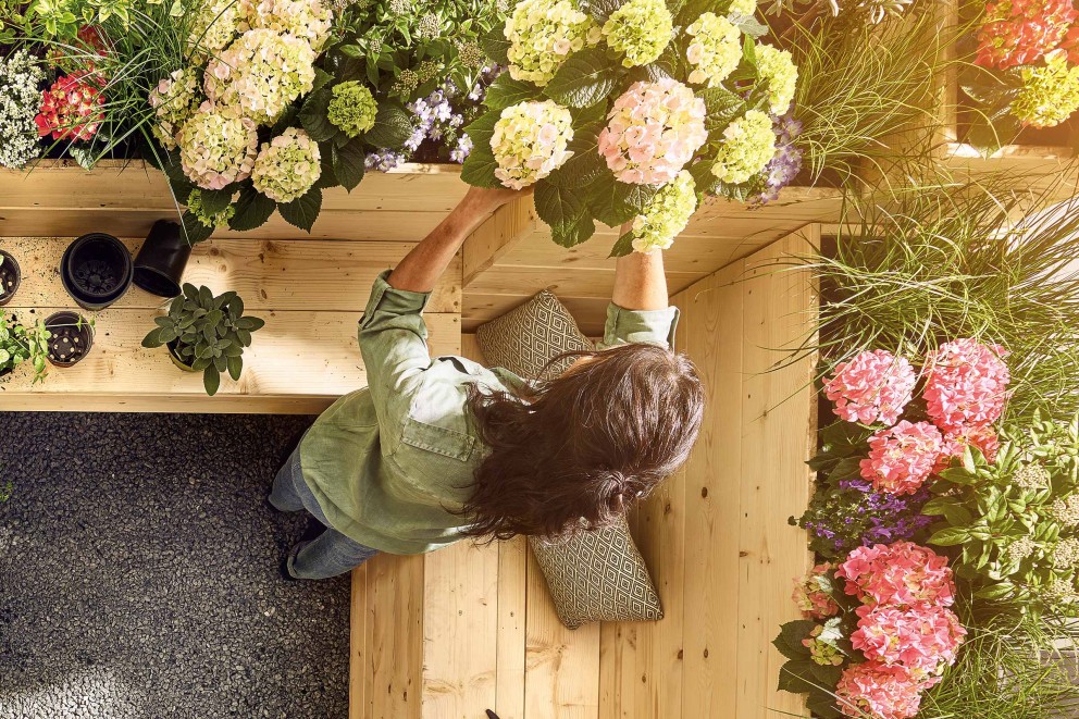 Kvinna planterar hortensior i en blomlåda på en träterrass.