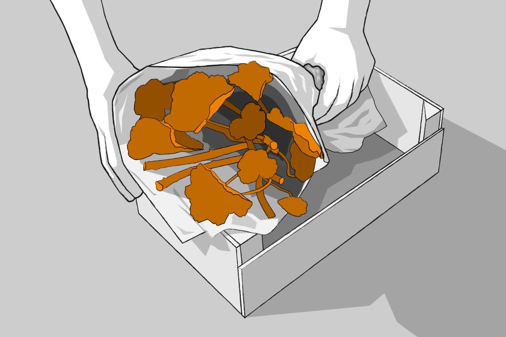 Illustration av två händer som håller en bukett höstlöv och kvistar i en låda