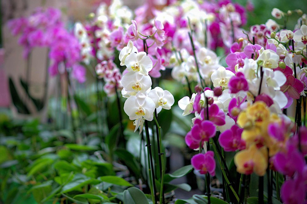 Skötsel av orkidéer – tips & råd