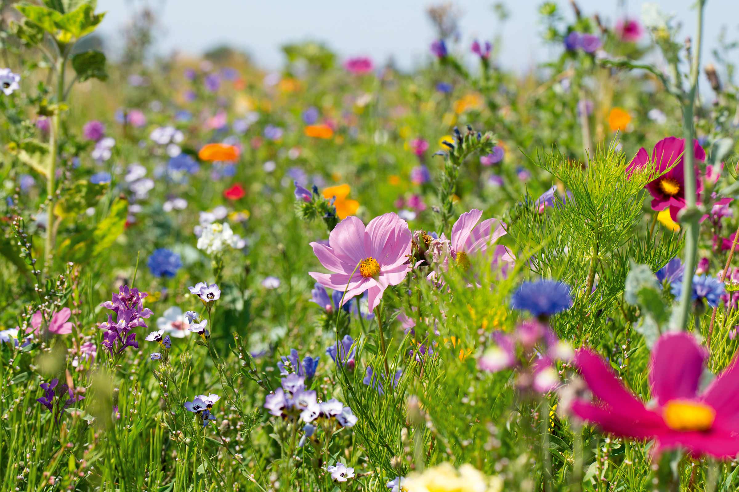 Blommande blomsteräng med olika vilda blommor