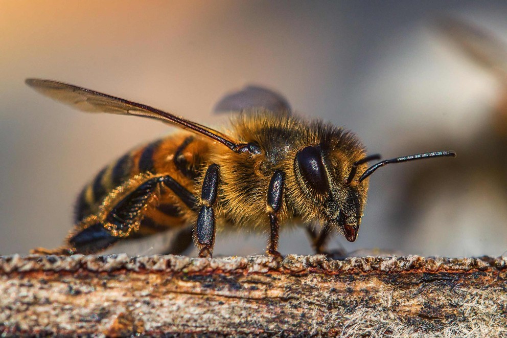 Bienen 1 Bienen 1