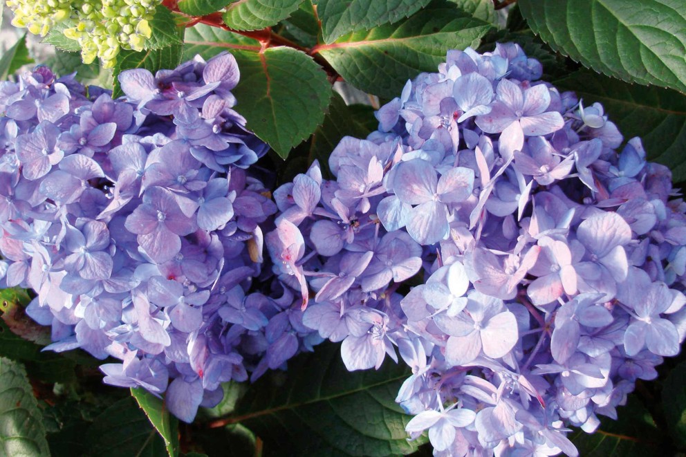 Närbild av lila hortensiablommor med gröna blad