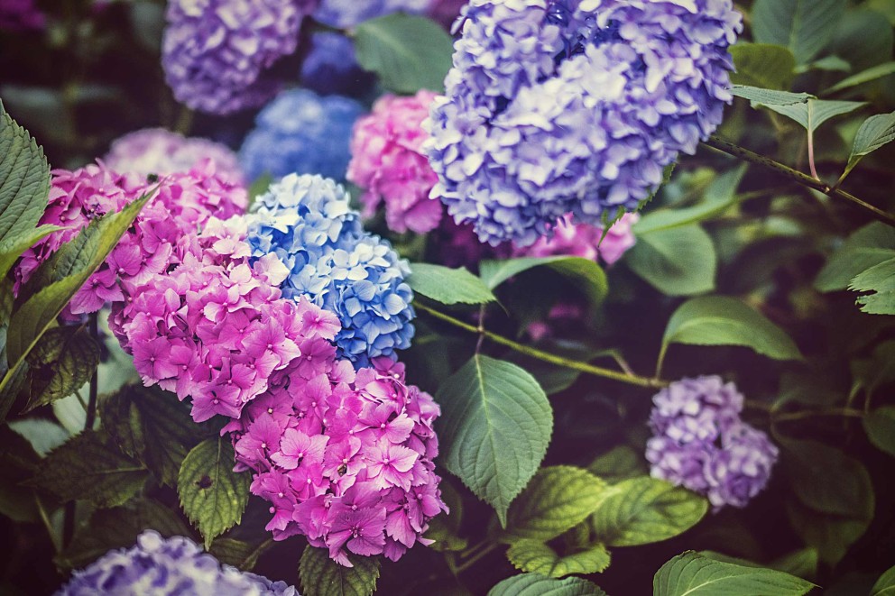 Hortensia skötsel Hortensia skötsel