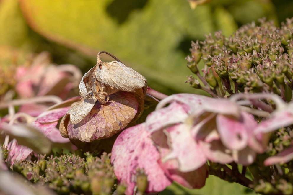 Hortensia skötsel Hortensia skötsel