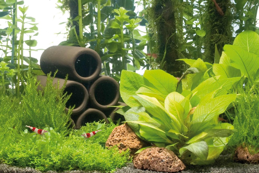 Akvarium med växter, dekorationstunnlar och räkor
