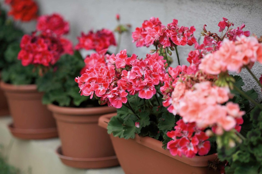 Pelargoner uppradade i planteringskärl
