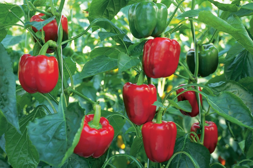 Odla grönsaker paprika & chili Odla grönsaker paprika & chili