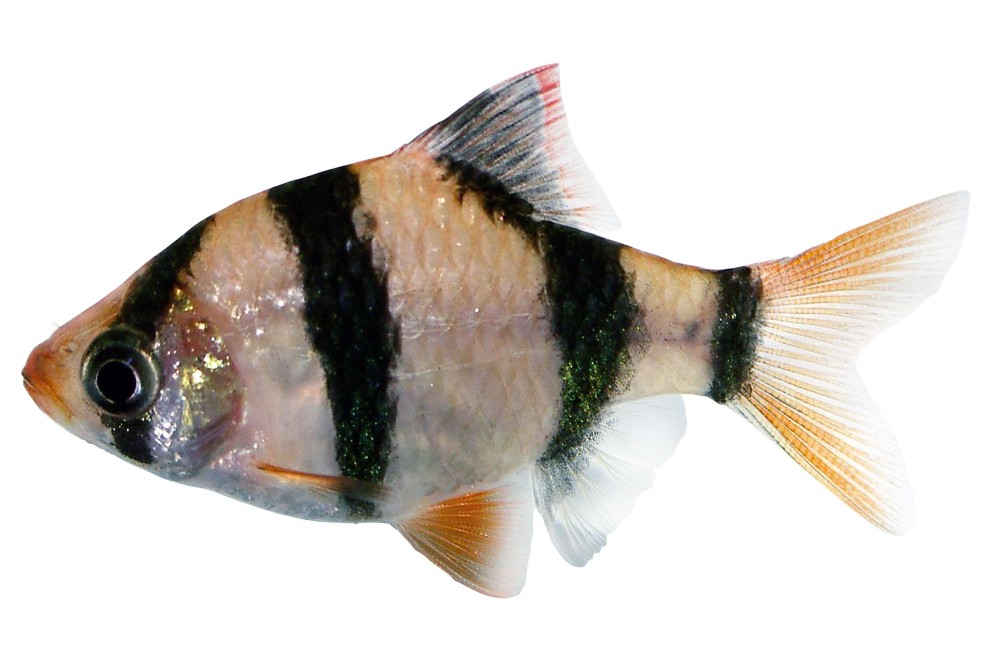 
				Tigerbarb

			