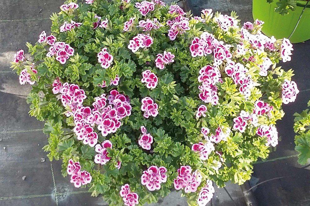 Busklik pelargon med mörkrosa-vita blommor