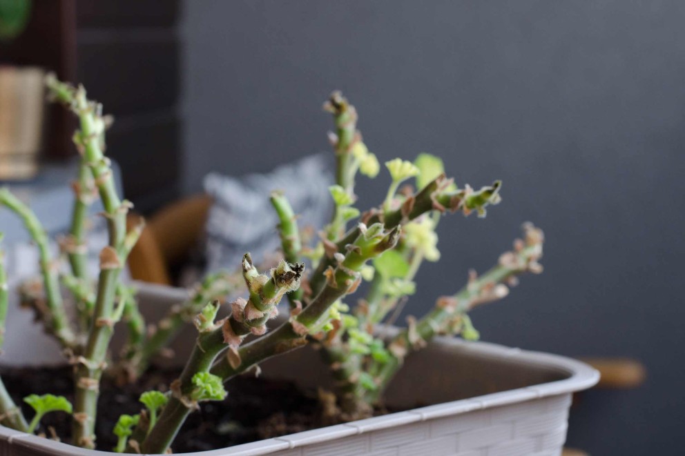 Pelargonväxt i kruka med färska skott