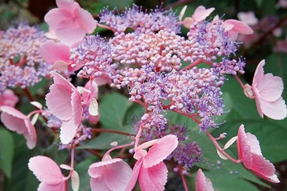 Syrenhortensia med rosa och lila blommor