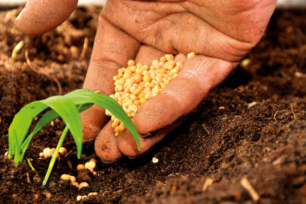 Hand gödslar planta med gödselkulor i jorden