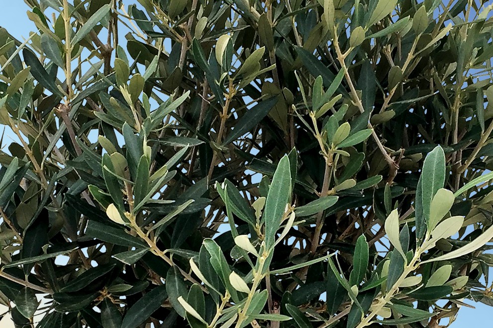 
				Olivträd

			