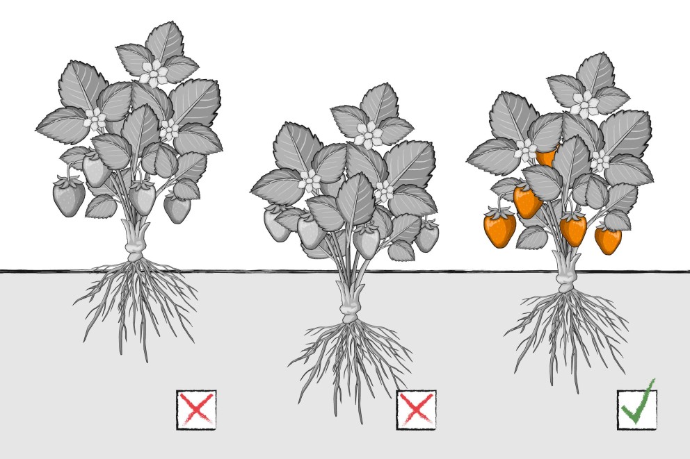 Plantera jordgubbar Plantera jordgubbar
