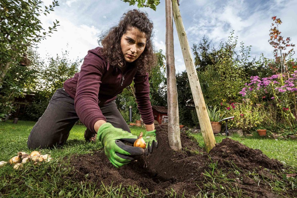 
							Plantera höstlökar – vårblommande lökar
						